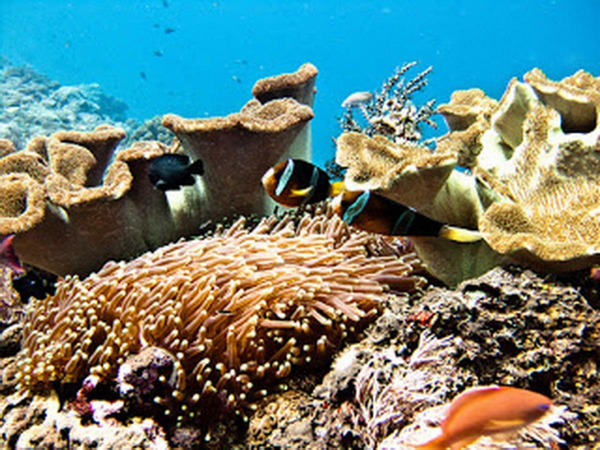 Dream Beach Hostel Lembongan Zewnętrze zdjęcie